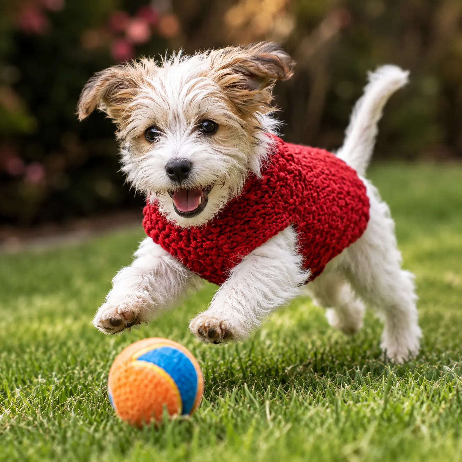 Cozy Dog Sweater Crochet Pattern- Keep Your Furry Friend Warm in Handmade Style 1_result